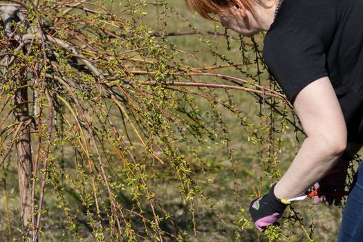 Thick weeping willow crown. Spring pruning of branches. Red-haired girl with pruning shears works on a weeping willow tree.