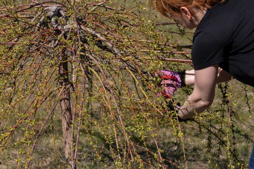 Thick weeping willow crown. Spring pruning of branches. Red-haired girl with pruning shears works on a weeping willow tree.