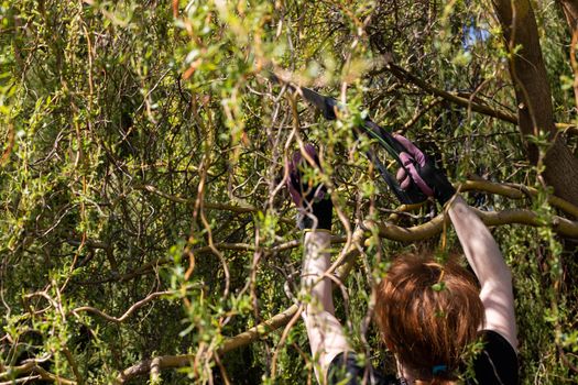 Hand saw for cutting thick branches of the tree. Red-haired woman works as a gardener. Spring cleaning in the garden by the decorative trees.