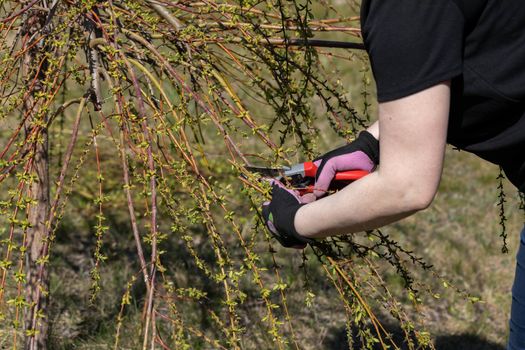 Thick weeping willow crown. Spring pruning of branches. Red-haired girl with pruning shears works on a weeping willow tree.