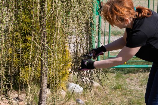 Hand pruner for cutting thick branches of larch tree. Red-haired woman works as a gardener. Spring cleaning in the garden by the decorative trees.