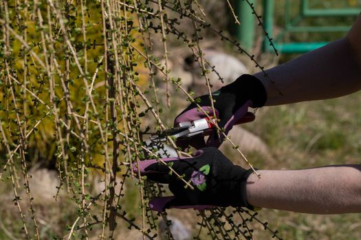 Hand pruner for cutting thick branches of larch tree. Red-haired woman works as a gardener. Spring cleaning in the garden by the decorative trees.