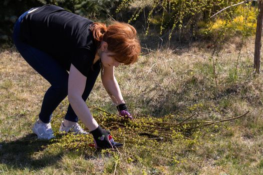 The red-haired woman works at laying cut branches of a weeping willow. Spring cleaning in the garden by the decorative trees.