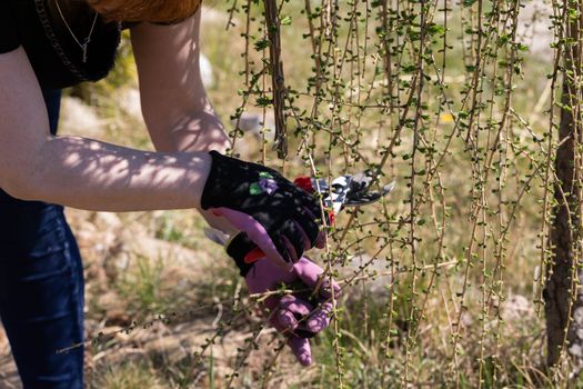 Hand pruner for cutting thick branches of larch tree. Red-haired woman works as a gardener. Spring cleaning in the garden by the decorative trees.