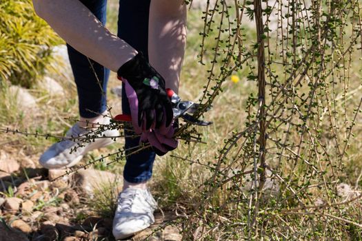 Hand pruner for cutting thick branches of larch tree. Red-haired woman works as a gardener. Spring cleaning in the garden by the decorative trees.
