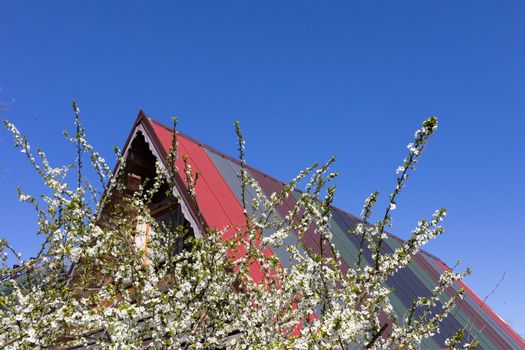 White flowers on the fruit tree. Colorful flat sheet roof. Spring morning.