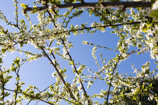 White plum blossom petals with stamens covered with yellow quart pollen are waiting for bees.