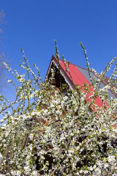 White flowers on the fruit tree. Colorful flat sheet roof. Spring morning.