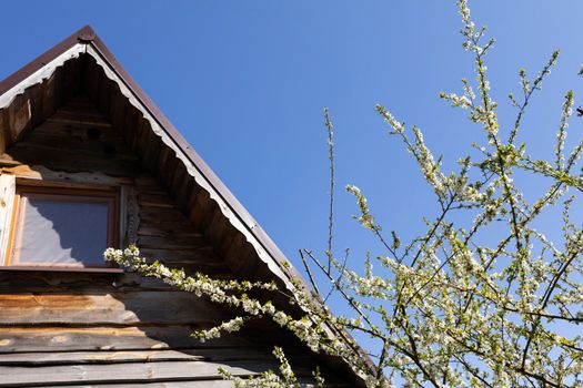 White flowers on the fruit tree. Colorful flat sheet roof. Spring morning.
