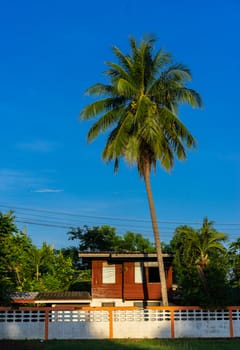 house and coconut tree in the morning