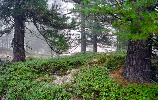 A pine tree in the woods. A large conifer.