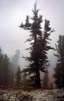 A pine tree in the woods. A large conifer.