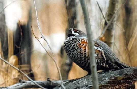 Bird grouse in the woods. Big forest bird
