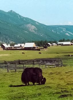 Bison on the farm grazes in the paddock. Bison on the farm grazes in the paddock.