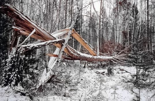 Broken pine tree. Pine broke and fell.