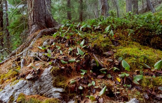 Forest nature near the ground. Vegetation in the mountain taiga.