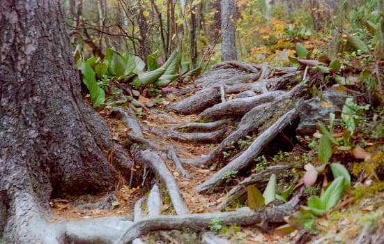 Forest nature near the ground. Vegetation in the mountain taiga.