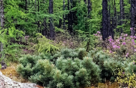 Forest nature near the ground. Vegetation in the mountain taiga.