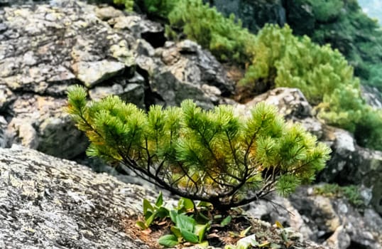 Forest nature near the ground. Vegetation in the mountain taiga.