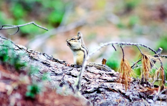 Forest nature near the ground. Vegetation in the mountain taiga.