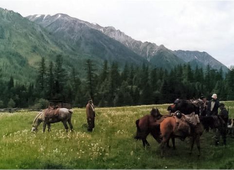 Horses in the meadow near sheds and stables.