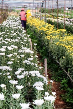 View of Gerbera cultivated flower beds and chrysanthemum flowers are being cultivated on a farm in Saraburi, Thailand