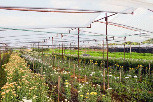 View of Gerbera cultivated flower beds and chrysanthemum flowers are being cultivated on a farm in Saraburi, Thailand