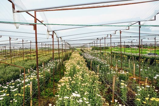 View of Gerbera cultivated flower beds and chrysanthemum flowers are being cultivated on a farm in Saraburi, Thailand