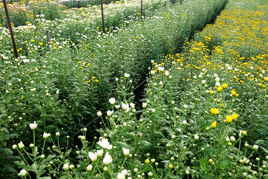 View of Gerbera cultivated flower beds and chrysanthemum flowers are being cultivated on a farm in Saraburi, Thailand
