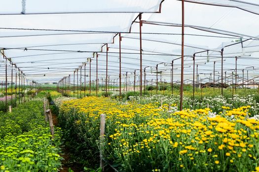 View of Gerbera cultivated flower beds and chrysanthemum flowers are being cultivated on a farm in Saraburi, Thailand