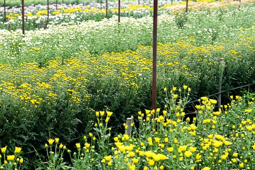 View of Gerbera cultivated flower beds and chrysanthemum flowers are being cultivated on a farm in Saraburi, Thailand
