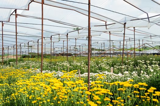 View of Gerbera cultivated flower beds and chrysanthemum flowers are being cultivated on a farm in Saraburi, Thailand