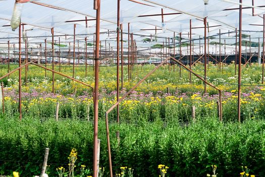 View of Gerbera cultivated flower beds and chrysanthemum flowers are being cultivated on a farm in Saraburi, Thailand