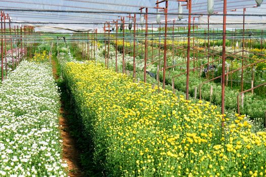 View of Gerbera cultivated flower beds and chrysanthemum flowers are being cultivated on a farm in Saraburi, Thailand