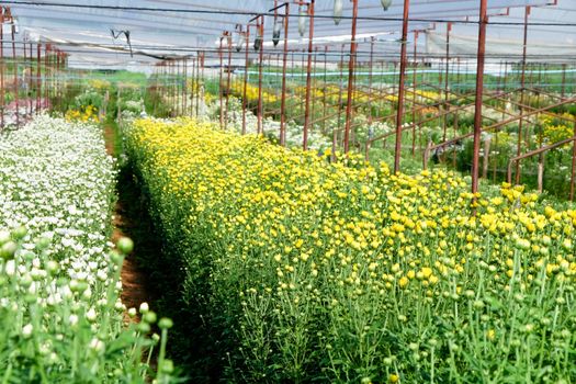 View of Gerbera cultivated flower beds and chrysanthemum flowers are being cultivated on a farm in Saraburi, Thailand