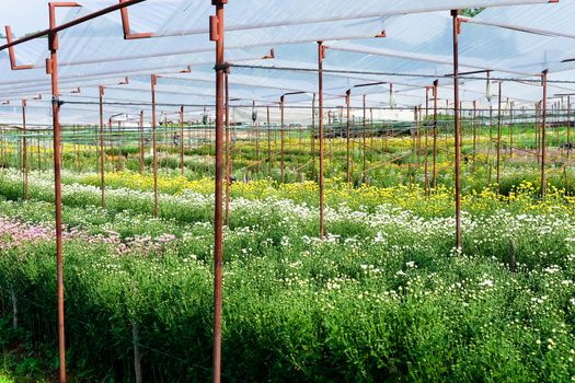View of Gerbera cultivated flower beds and chrysanthemum flowers are being cultivated on a farm in Saraburi, Thailand