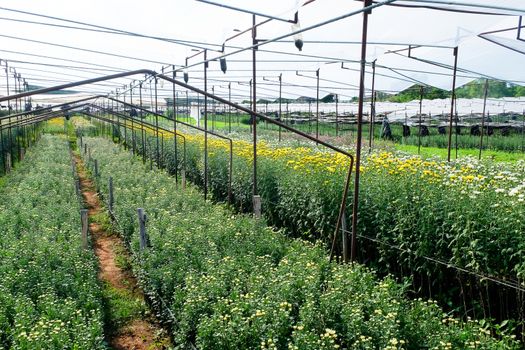 View of Gerbera cultivated flower beds and chrysanthemum flowers are being cultivated on a farm in Saraburi, Thailand