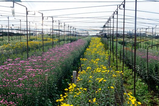 View of Gerbera cultivated flower beds and chrysanthemum flowers are being cultivated on a farm in Saraburi, Thailand
