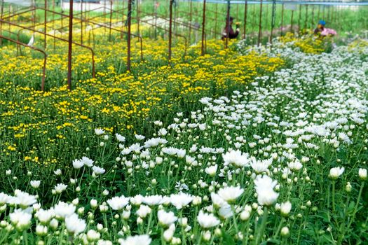 View of Gerbera cultivated flower beds and chrysanthemum flowers are being cultivated on a farm in Saraburi, Thailand