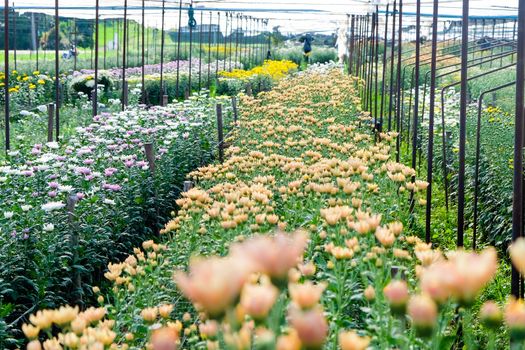 View of Gerbera cultivated flower beds and chrysanthemum flowers are being cultivated on a farm in Saraburi, Thailand