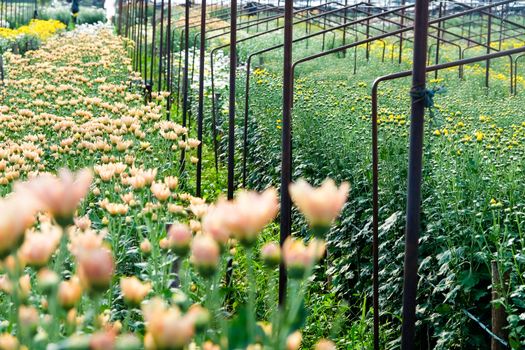 View of Gerbera cultivated flower beds and chrysanthemum flowers are being cultivated on a farm in Saraburi, Thailand