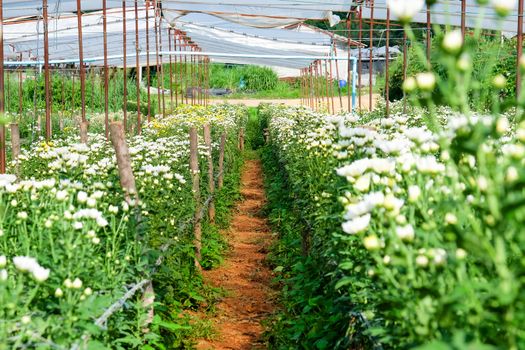 View of Gerbera cultivated flower beds and chrysanthemum flowers are being cultivated on a farm in Saraburi, Thailand