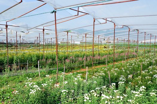 View of Gerbera cultivated flower beds and chrysanthemum flowers are being cultivated on a farm in Saraburi, Thailand