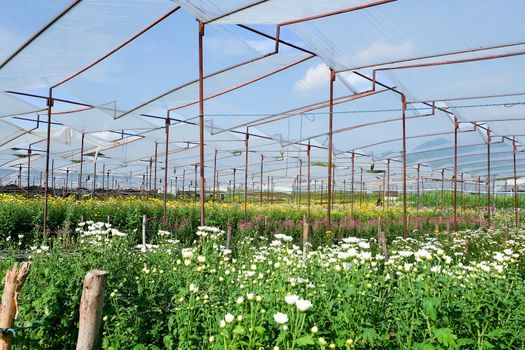 View of Gerbera cultivated flower beds and chrysanthemum flowers are being cultivated on a farm in Saraburi, Thailand
