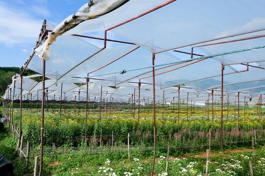 View of Gerbera cultivated flower beds and chrysanthemum flowers are being cultivated on a farm in Saraburi, Thailand