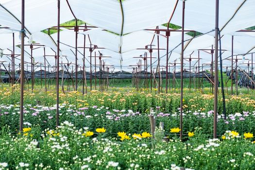 View of Gerbera cultivated flower beds and chrysanthemum flowers are being cultivated on a farm in Saraburi, Thailand