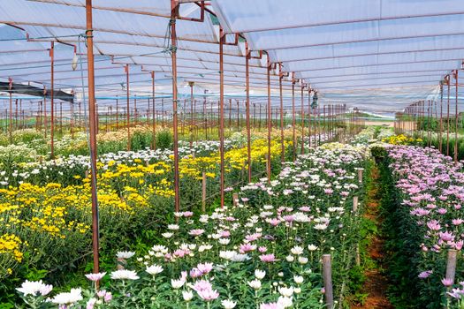 View of Gerbera cultivated flower beds and chrysanthemum flowers are being cultivated on a farm in Saraburi, Thailand