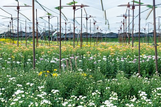 View of Gerbera cultivated flower beds and chrysanthemum flowers are being cultivated on a farm in Saraburi, Thailand