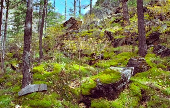 The mountains of the sayans. The nature of the mountains is sayan. Vegetation in the mountains