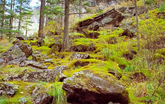 Nature in the mountains of Sayana. Russian taiga nature.